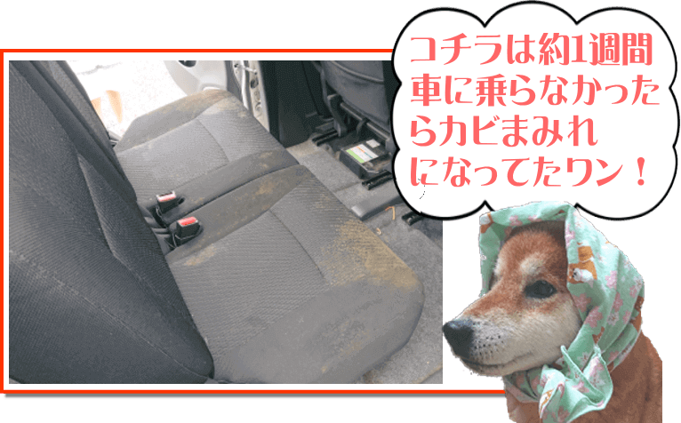 カビだらけの車内 コタロー店長 っ こんな感じで除去できました 車内を水洗いクリーニング ソファも丸洗い スーパーママ