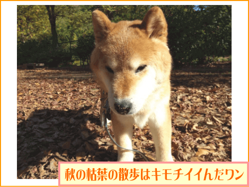 秋の公園の落ち葉が気持ちいいんだワン