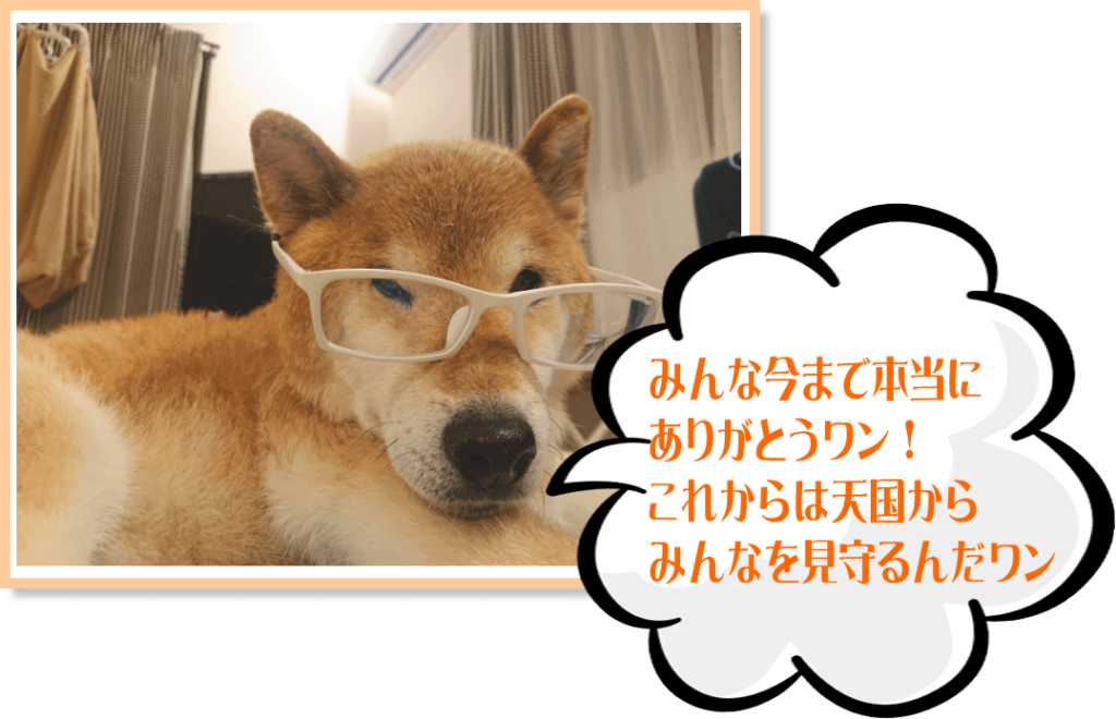 柴犬コタロー店長が天国へ旅立ちました・・・これからは名誉店長です